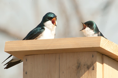 Rocking the Boat’s Tree Swallows Breeding Project